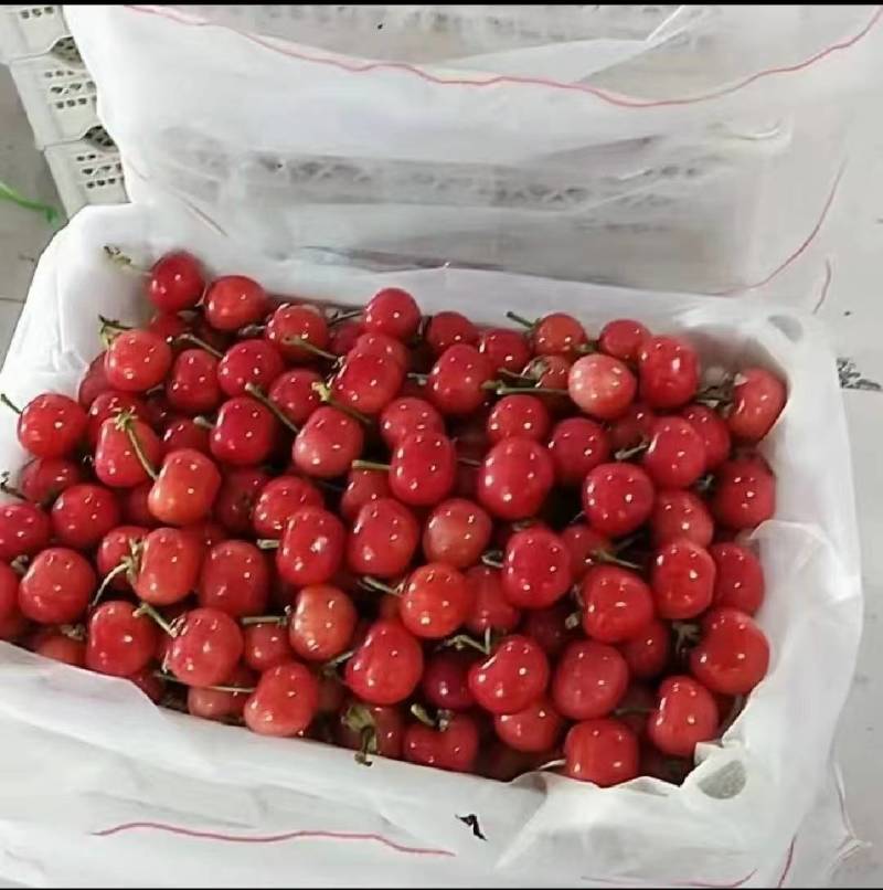 红灯樱桃大量上市品种齐全对接市场货电商水果店