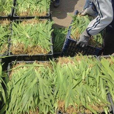 射干苗，一手货源，基地种植百亩射干苗，可长期提供优质服务
