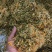 贵州野生金银花产地直发无硫无霉量大优惠品质保障