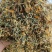 贵州野生金银花产地直发无硫无霉量大优惠品质保障