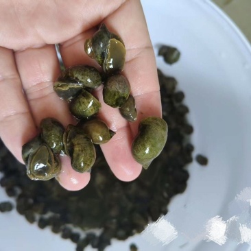 飘罗价格来谈