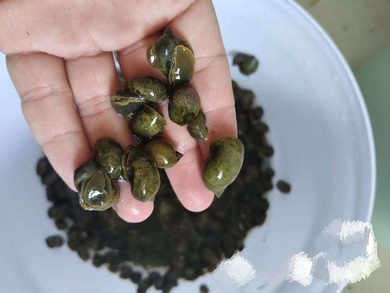 飘罗价格来谈