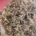 野生金银花精选大花有想法的联系