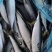 鲐鲅鱼青占鱼花池鱼船冻大规格400-600禁渔期适销全球