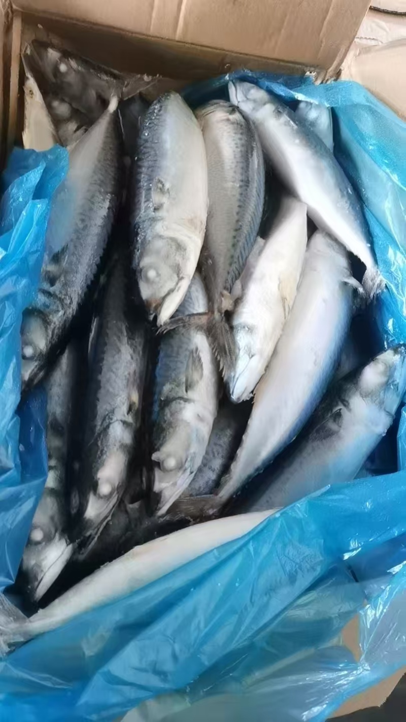 鲐鲅鱼青占鱼花池鱼船冻大规格400-600禁渔期适销全球