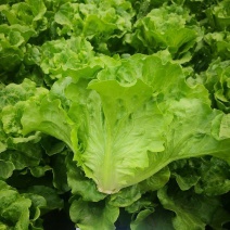 脆宝优质耐抽苔生菜品种耐热耐寒耐抽苔生菜种子原装正品