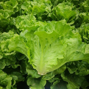 脆宝优质耐抽苔生菜品种耐热耐寒耐抽苔生菜种子原装正品
