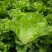 脆宝优质耐抽苔生菜品种耐热耐寒耐抽苔生菜种子原装正品