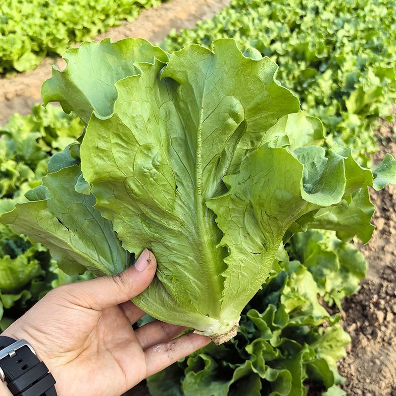 脆宝优质耐抽苔生菜品种耐热耐寒耐抽苔生菜种子原装正品