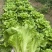 脆宝优质耐抽苔生菜品种耐热耐寒耐抽苔生菜种子原装正品