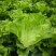 脆宝优质耐抽苔生菜品种耐热耐寒耐抽苔生菜种子原装正品