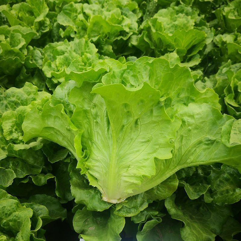 脆宝优质耐抽苔生菜品种耐热耐寒耐抽苔生菜种子原装正品
