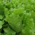 脆宝优质耐抽苔生菜品种耐热耐寒耐抽苔生菜种子原装正品