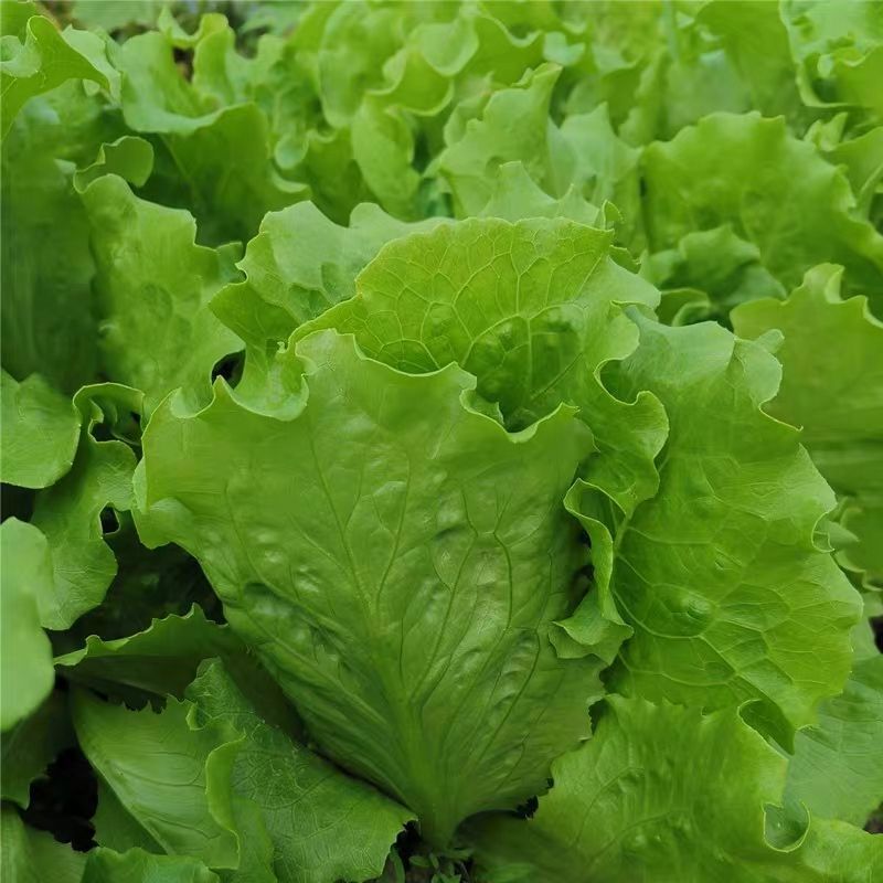脆宝优质耐抽苔生菜品种耐热耐寒耐抽苔生菜种子原装正品