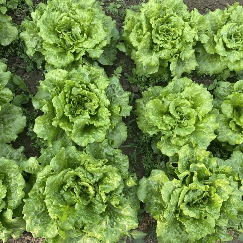 脆宝优质耐抽苔生菜品种耐热耐寒耐抽苔生菜种子原装正品