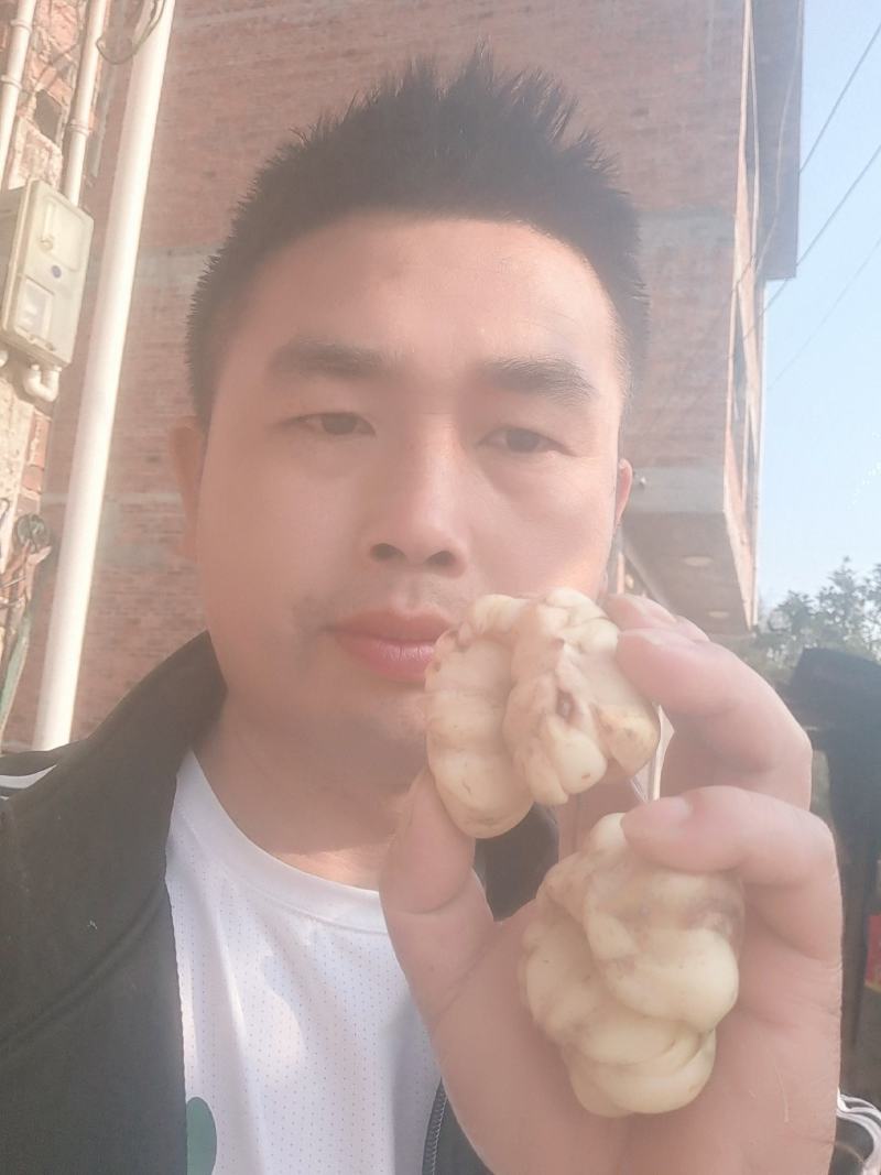 龙牙百合一代种3万斤左右