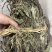 车前草今年新货扎把车前草长期供应