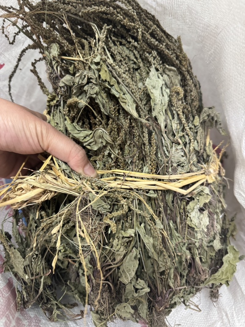 车前草今年新货扎把车前草长期供应