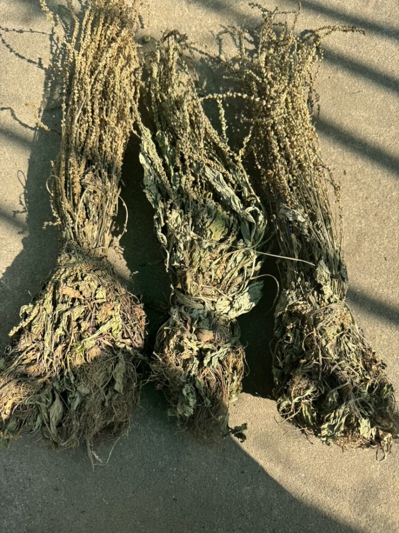 车前草今年新货扎把车前草长期供应