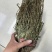 车前草今年新货扎把车前草长期供应