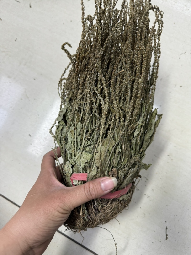 车前草今年新货扎把车前草长期供应