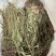 车前草今年新货扎把车前草长期供应