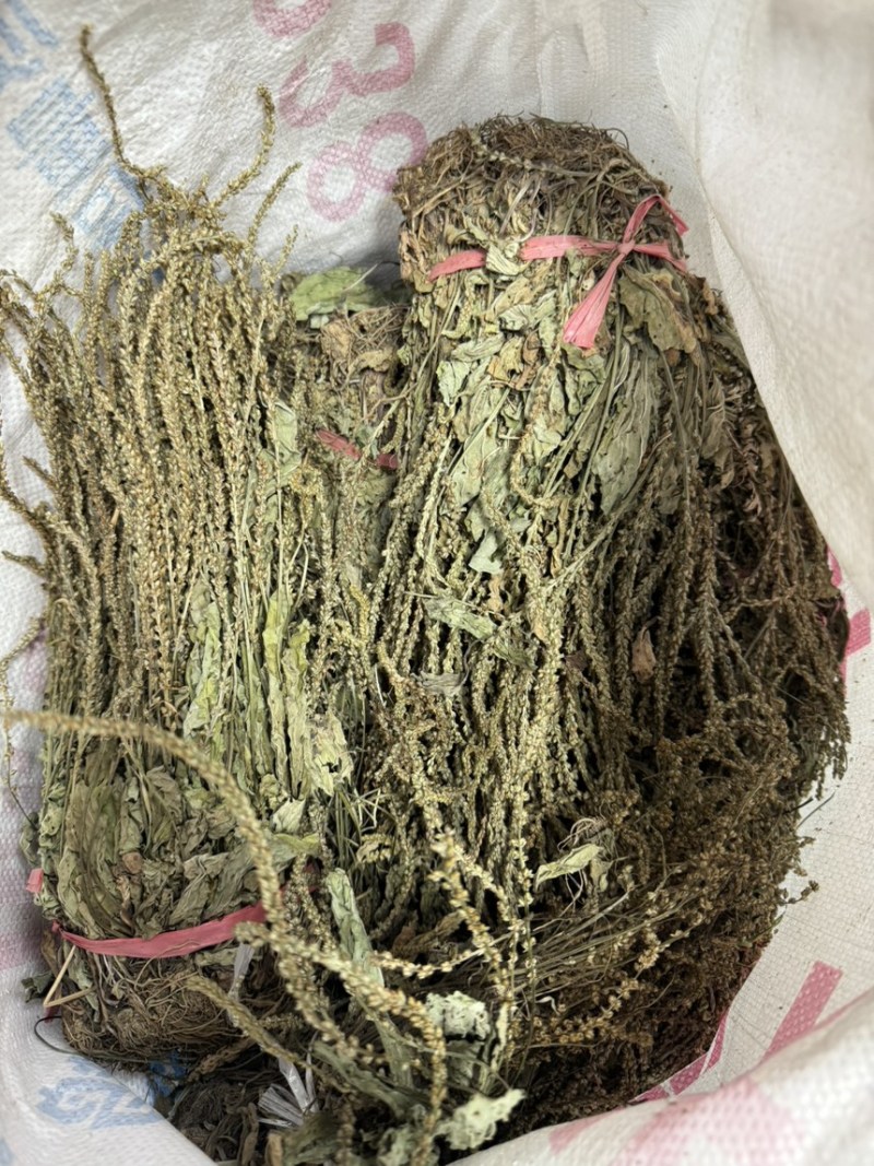 车前草今年新货扎把车前草长期供应