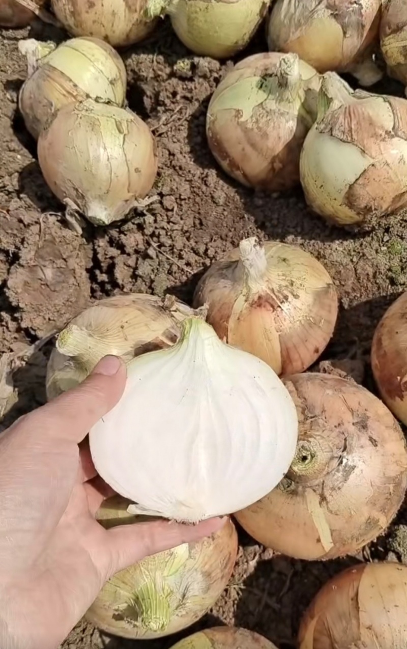 推荐新野洋葱黄皮洋葱产地直供量大从优全国发货