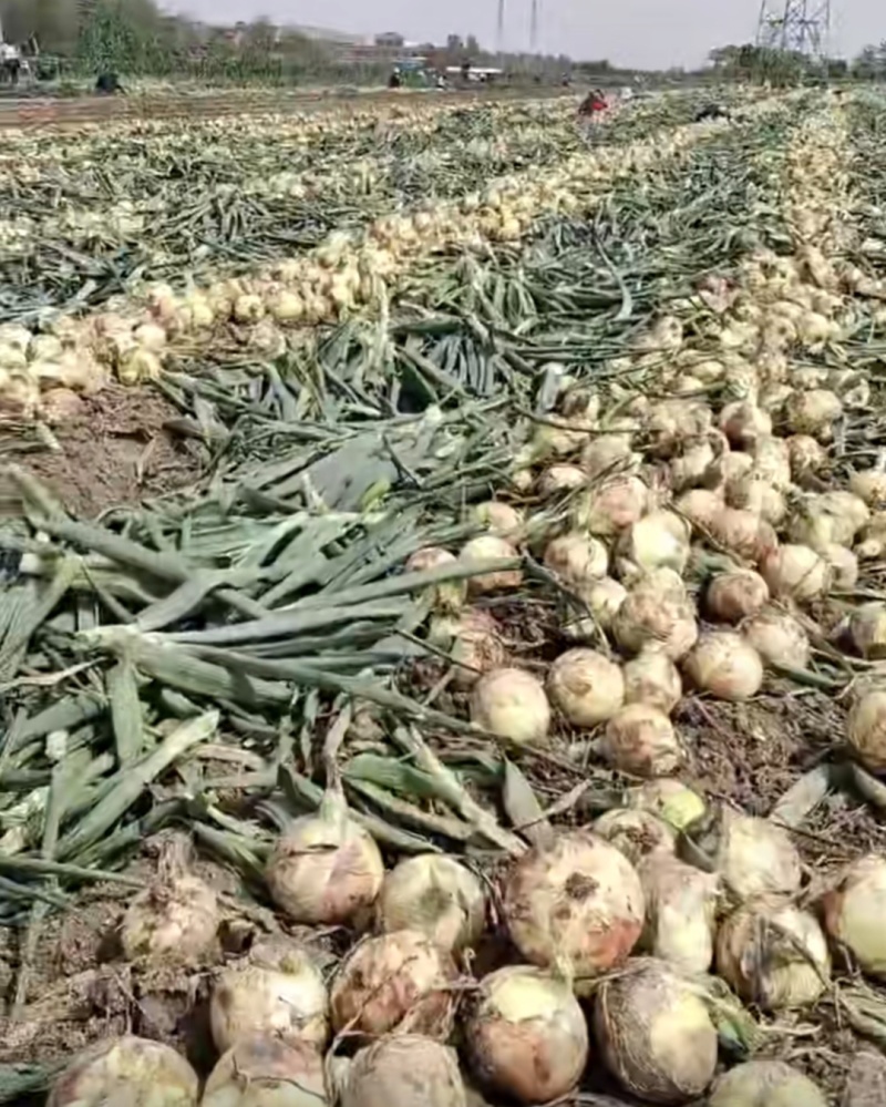 推荐新野洋葱黄皮洋葱产地直供量大从优全国发货