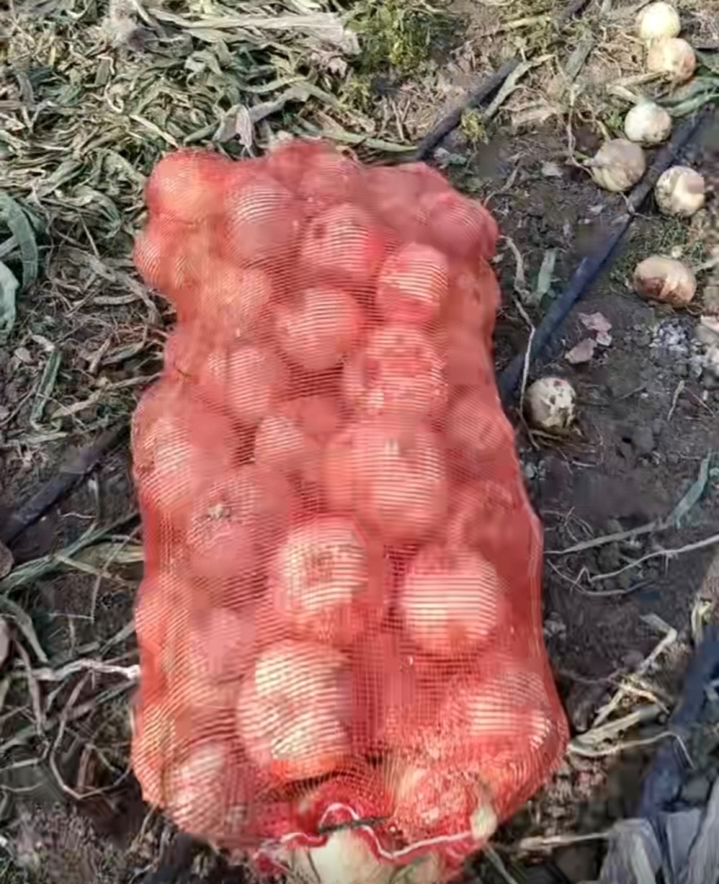 推荐新野洋葱黄皮洋葱产地直供量大从优全国发货