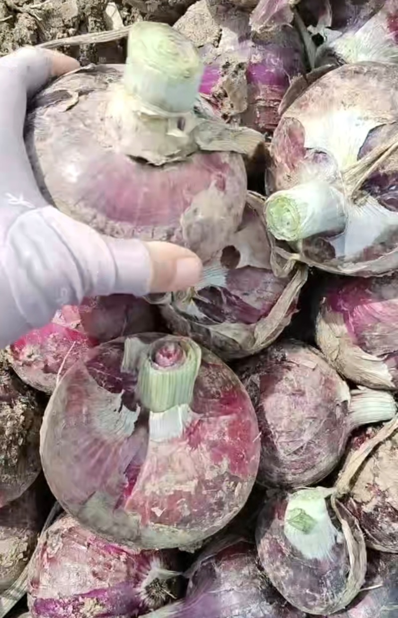 新野洋葱红皮洋葱货源充足量大从优全国发货批发