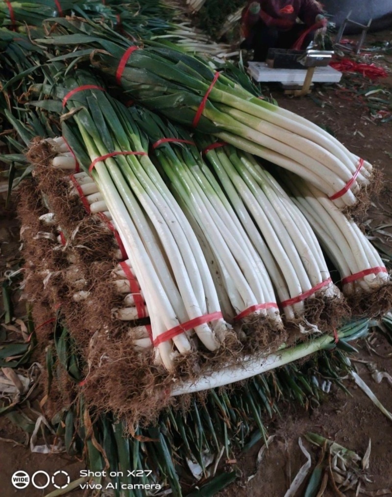 南阳新野大葱铁杆大葱基地直供量大从优欢迎联系