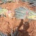 南阳新野大葱铁杆大葱基地直供量大从优欢迎联系
