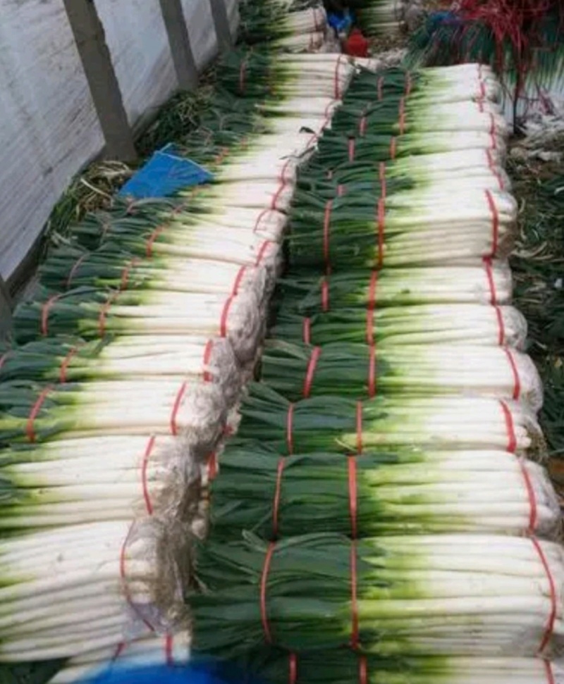 南阳新野大葱铁杆大葱基地直供量大从优欢迎联系