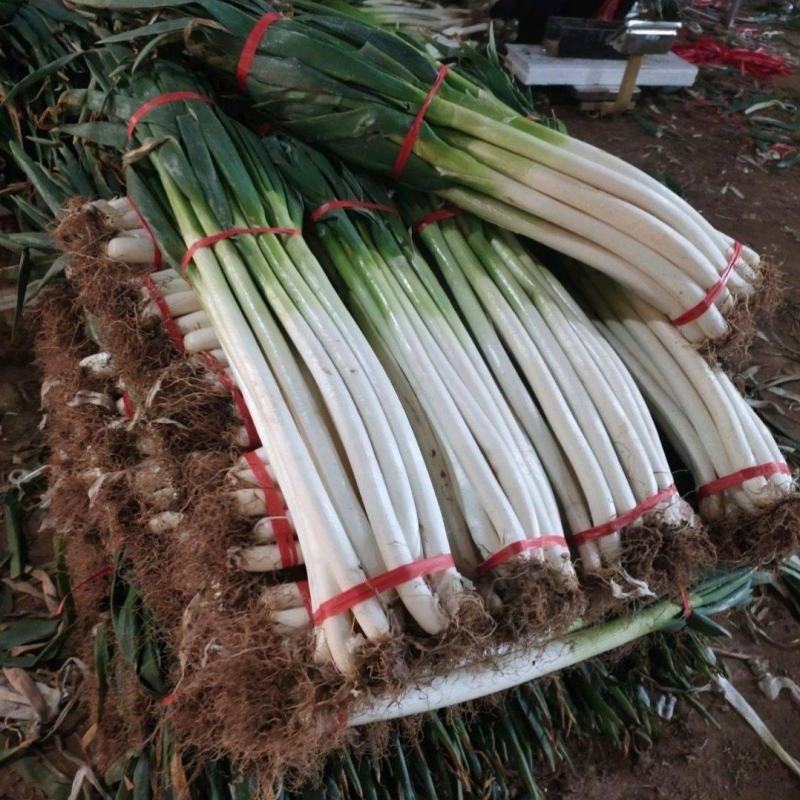 南阳新野大葱铁杆大葱基地直供量大从优欢迎联系