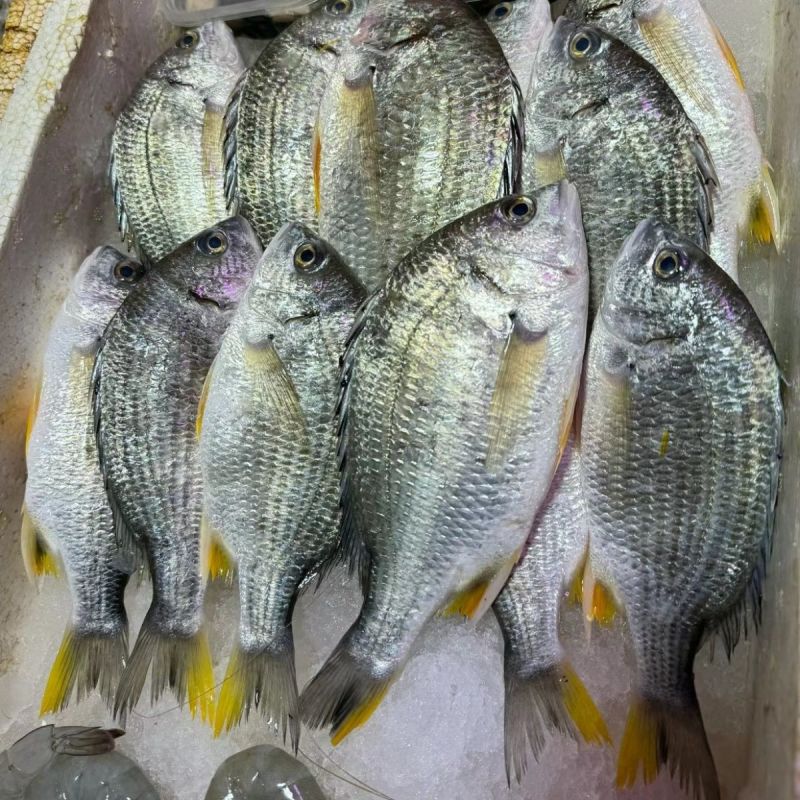 黄立鱼（黄翅鱼、黄鳍鲷）珠海金湾国家地理标志产品畅销全球