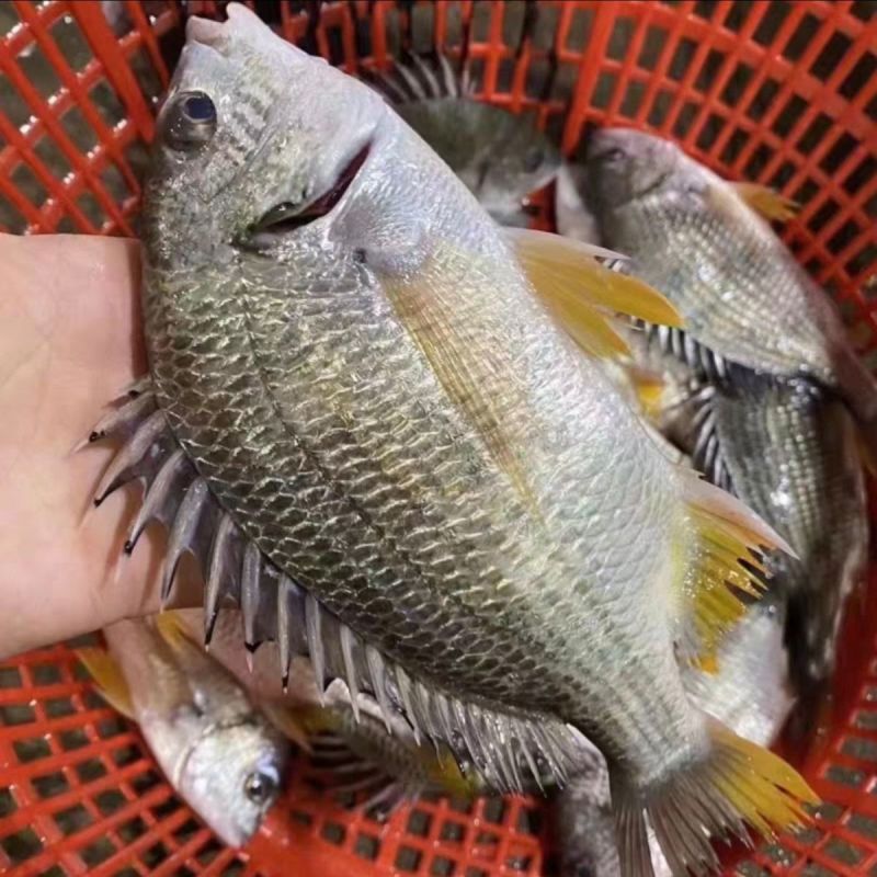 黄立鱼（黄翅鱼、黄鳍鲷）珠海金湾国家地理标志产品畅销全球