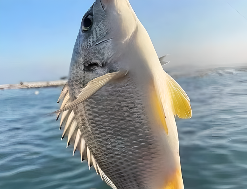 黄立鱼（黄翅鱼、黄鳍鲷）珠海金湾国家地理标志产品畅销全球