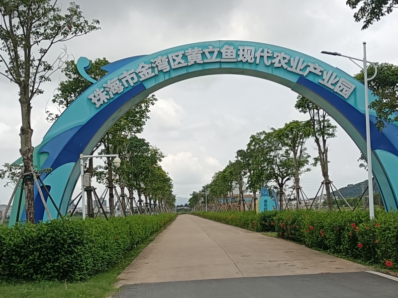黄立鱼（黄翅鱼、黄鳍鲷）珠海金湾国家地理标志产品畅销全球