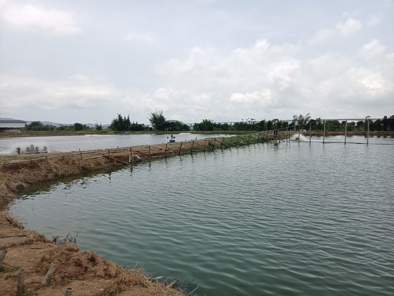 黄立鱼（黄翅鱼、黄鳍鲷）珠海金湾国家地理标志产品畅销全球