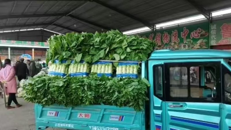 【推荐】三青皮莴笋大量上市质量好价格优全国发货