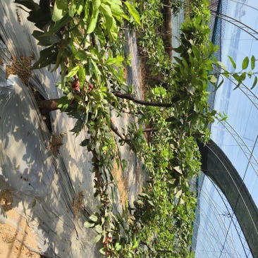 樱桃树