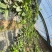 樱桃树