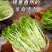 豌豆芽苗菜批发零售