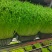 豌豆芽苗菜批发零售