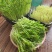 豌豆芽苗菜批发零售