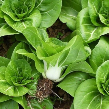 理想白天鹅白梗糯青菜种子杂交高产速生矮脚小白菜籽春秋蔬菜