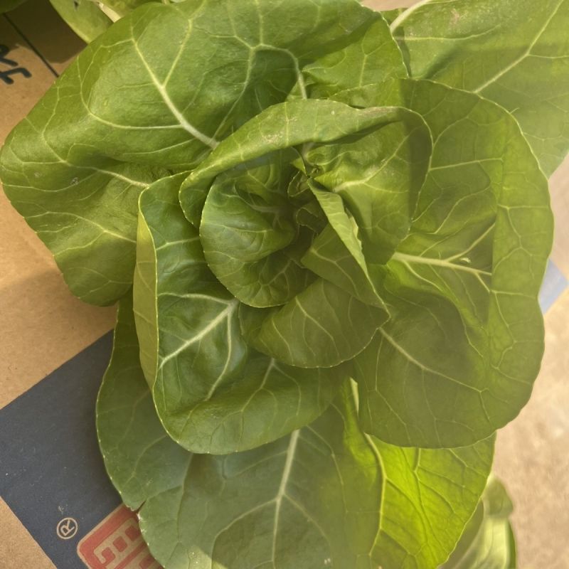 理想白天鹅白梗糯青菜种子杂交高产速生矮脚小白菜籽春秋蔬菜