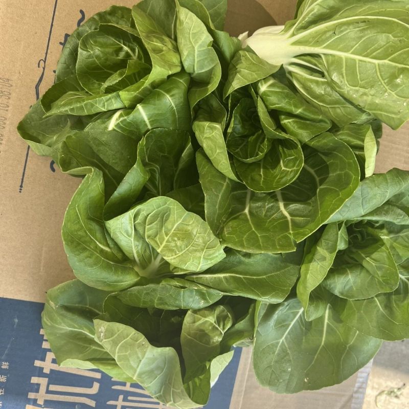 理想白天鹅白梗糯青菜种子杂交高产速生矮脚小白菜籽春秋蔬菜