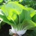 理想白天鹅白梗糯青菜种子杂交高产速生矮脚小白菜籽春秋蔬菜